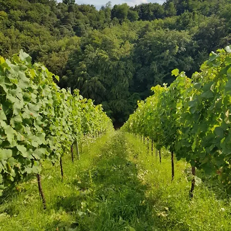 Wine House Kaloh Фермерский дом