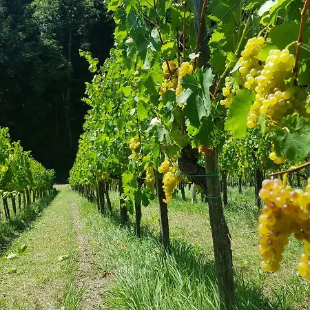 Wine House Kaloh Фермерский дом Марибор
