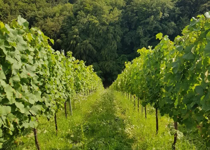 Wine House Kaloh Farm stay