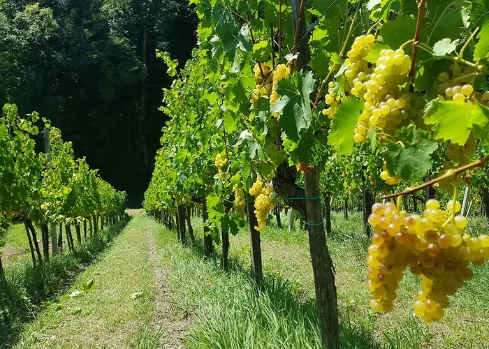 Wine House Kaloh Farm stay Maribor